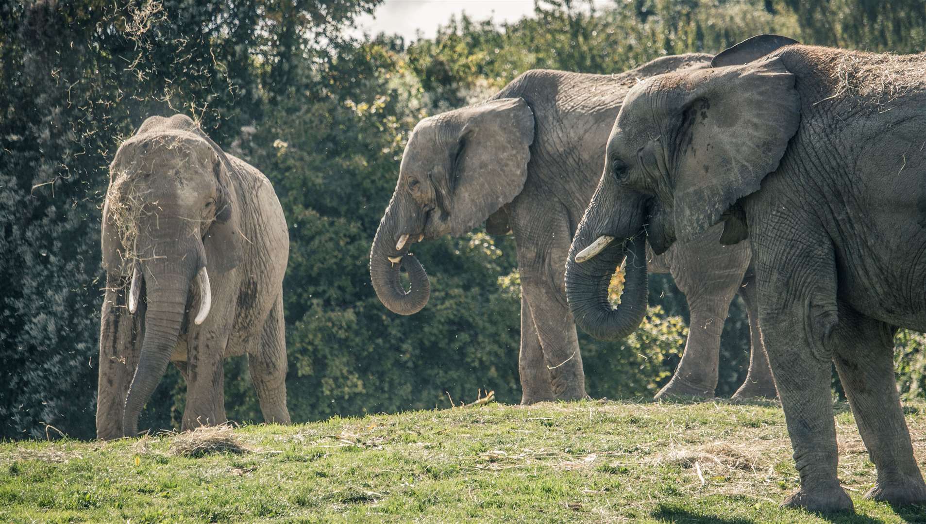 Animal park Howletts is currently working on a innovative project to rewild its herd of African elephants