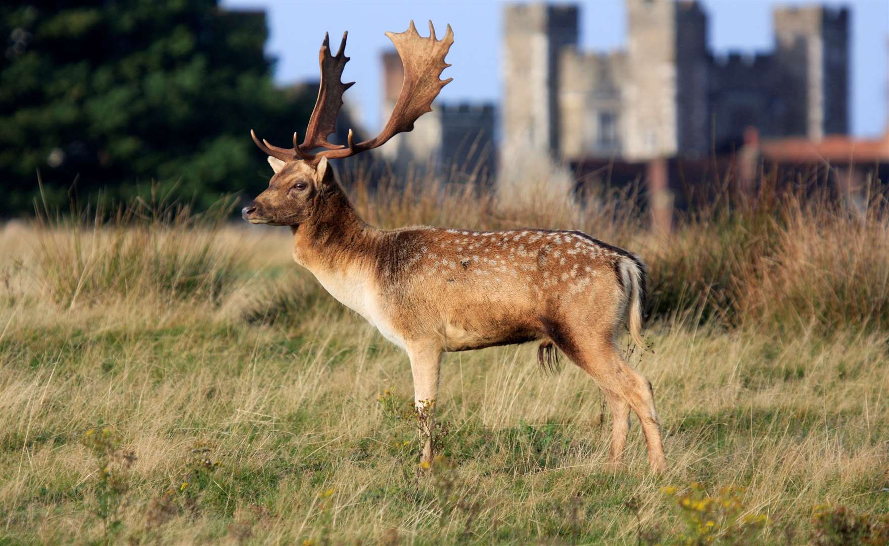 Come face-to-face with deer as you pass through National Trust estate Knole on this 17km run. Picture: Moonstone Images